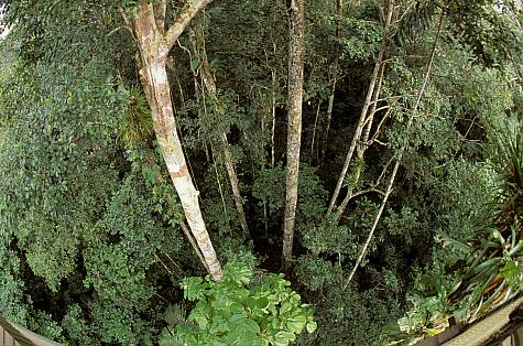 (obr001-Don Klein) - View of jungle floor from canopy, Amazon River Basin, Peru