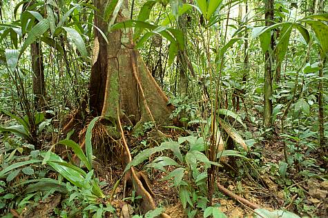 (obr009-Inga Spence) - Buttressed tree on jungle floor, Amazon River Basin, Peru