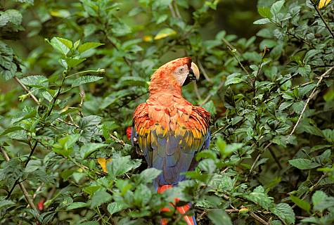 (obr010-Inga Spence) - Macaw in rainforest vegetation, Amazon River Basin, Peru