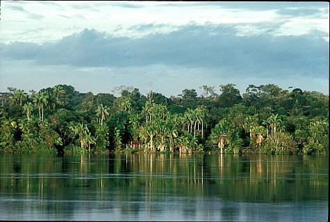 (obr075-Inga Spence) - Lush vegetation along Rio Negro, Amazon, Brazil