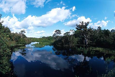 (obr125-Juca Martins/Pulsar) - Negro River, Amazonia, Brazil