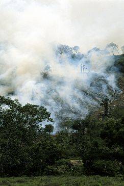 (Obr-def05-D.Donne Bryant) - Colonists burn tropical rainforest regrowth, Amazon Jungle