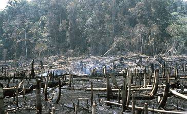 (Obr-def06-James D. Nations) - Slash and burn agriculture, Lacondon Jungle, Chiapas, Mexico